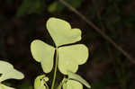 Great yellow woodsorrel